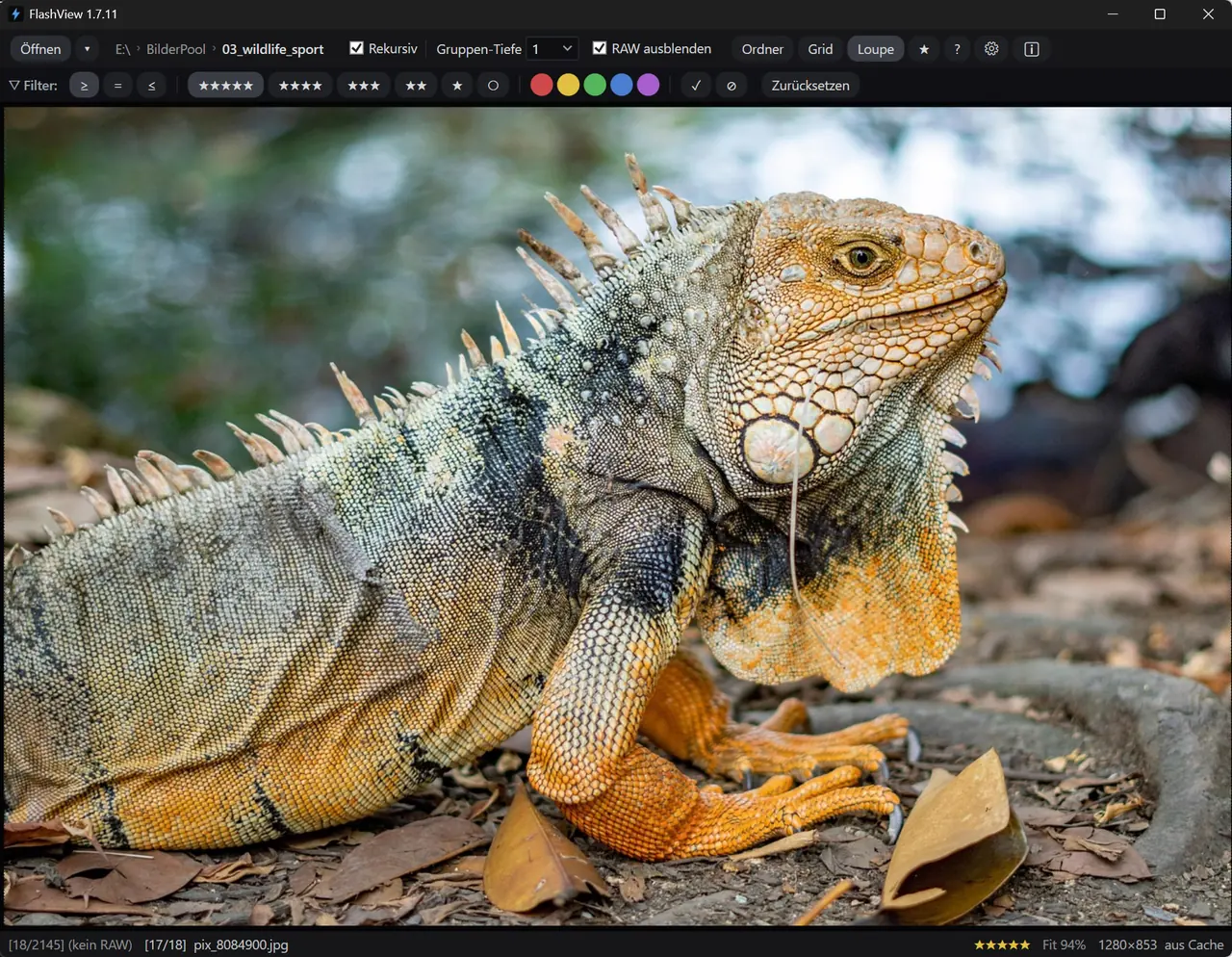 FlashView showing a single photo (iguana) full-frame, lean interface, no catalog ballast.