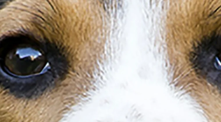 One click on the eyes shows them at full resolution - this is where you find out whether the focus is where you wanted it.